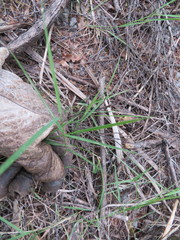 Microlaena stipoides