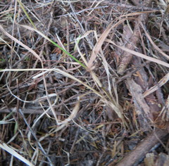 Microlaena stipoides