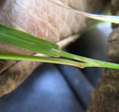 Microlaena stipoides