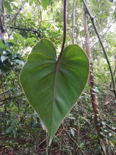 Philodendron hederaceum