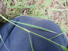 Microlaena stipoides