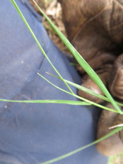 Microlaena stipoides