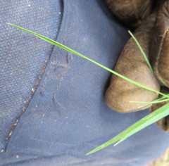 Microlaena stipoides