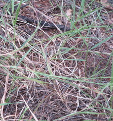 Microlaena stipoides