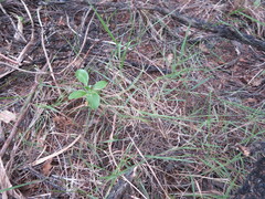 Microlaena stipoides