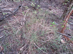 Microlaena stipoides