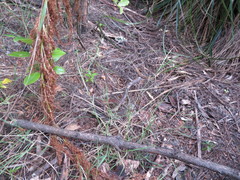 Microlaena stipoides