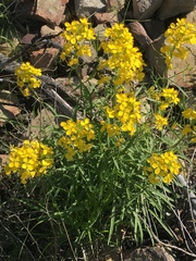 Erysimum suffrutescens