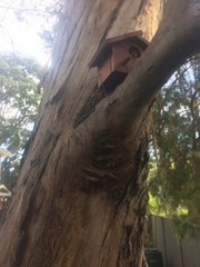 Pseudocheirus peregrinus