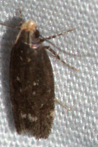Red-striped Fireworm Moths and Allies photo 3