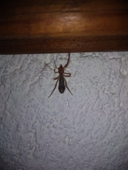 Ammotrechidae