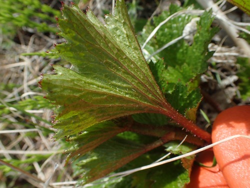 Image of Richardson's Brookfoam (Boykinia richardsonii) by (c) Donald Hampton, some rights reserved (CC BY-SA)