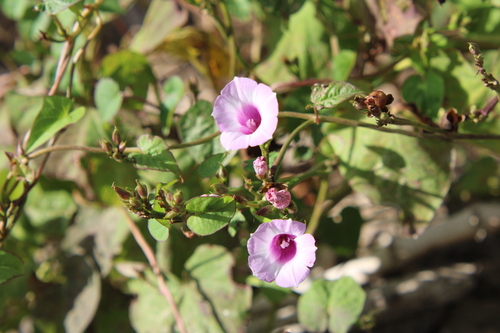 Image of Ipomoea grandifolia by (c) Candela Castro, some rights reserved (CC BY)