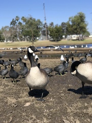 Branta canadensis