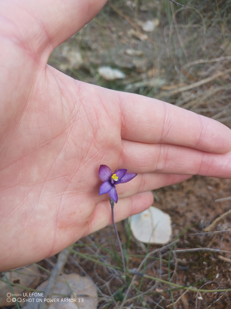 Thelymitra uliginosa