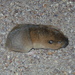 Southern Pocket Gopher - Photo (c) Kevin Meza, some rights reserved (CC BY-NC)