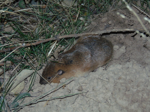 Southern Pocket Gopher