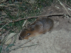 Thomomys umbrinus