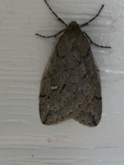 Paleacrita merriccata