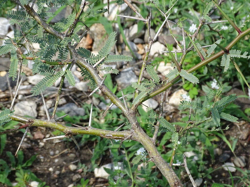 Prosopis laevigata (Humb. & Bonpl. ex Willd.) M.C.Johnst. 2