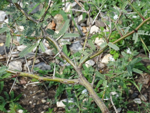 Image of Neltuma laevigata by (c) Alexis López Hernández, some rights reserved (CC BY)