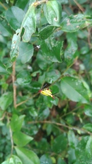 Gasteracantha sauteri