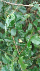 Gasteracantha sauteri