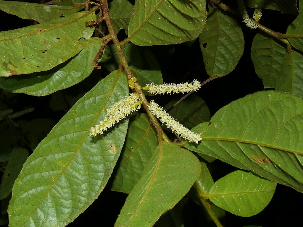 Symplocos paucistaminea (Symplocos paucistaminea)