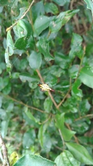 Gasteracantha sauteri