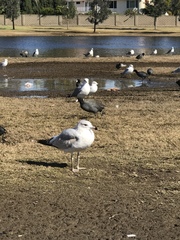 Larus californicus