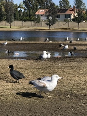 Larus californicus