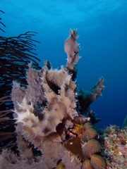 Callyspongia armigera