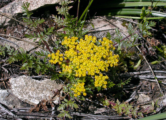Lomatium hallii