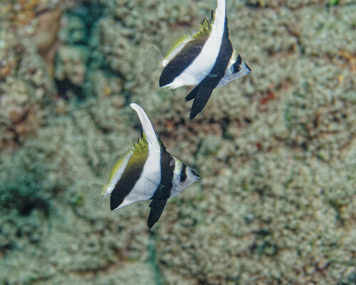 Heniochus diphreutes observed 2023-08-19
