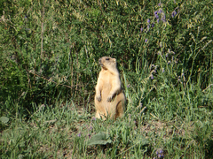 Marmota bobak