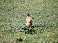Marmota bobak