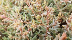 Suaeda novae-zelandiae