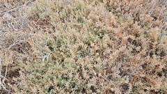 Suaeda novae-zelandiae