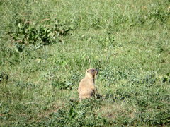 Marmota bobak