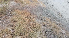 Suaeda novae-zelandiae
