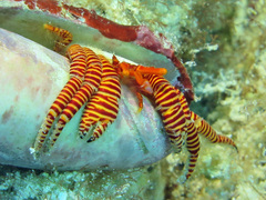 Ciliopagurus strigatus