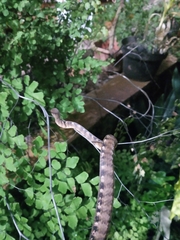 Pareas carinatus