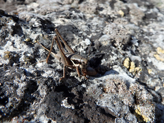 Pholidoptera pustulipes