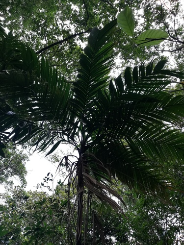 Geonoma interrupta, photograph 4