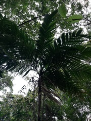 Geonoma interrupta, photograph (c) Carlos Domínguez-Rodríguez, some rights reserved (CC BY)