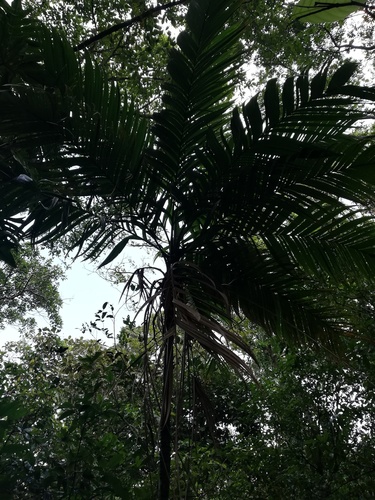 Geonoma interrupta, photograph 5