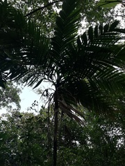 Geonoma interrupta, photograph (c) Carlos Domínguez-Rodríguez, some rights reserved (CC BY)