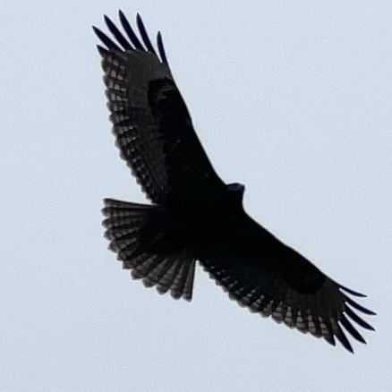 Red-tailed Hawk from Filiorum Reserve, Rancho Palos Verdes, CA, US on ...