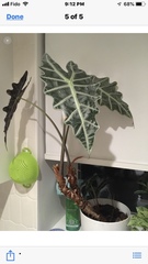 Alocasia amazonica