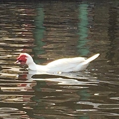 Cairina moschata domestica